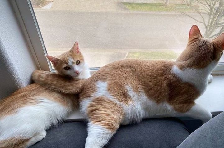 kitten cat window, cat tail hug